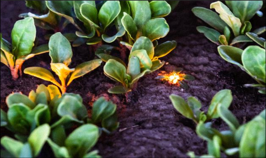 l&aacute;ser azul para deshierbe l&aacute;ser