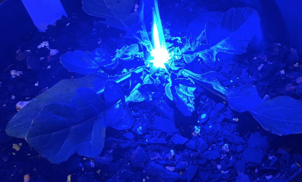 l&aacute;ser azul para deshierbe l&aacute;ser